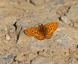Zilvervlek / Pearl-bordered Fritillary