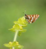 Sleutelbloemvlinder / Duke of Burgundy