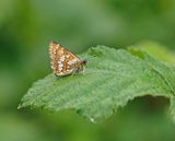 Sleutelbloemvlinder / Duke of Burgundy