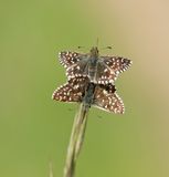Aardbeivlinder / Grizzled Skipper