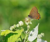 Pruimenpage / Black Hairstreak