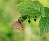 Pruimenpage / Black Hairstreak