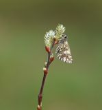 Aardbeivlinder / Grizzled Skipper