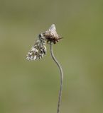 Aardbeivlinder / Grizzled Skipper