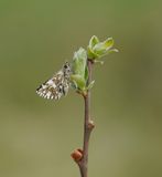 Aardbeivlinder / Grizzled Skipper