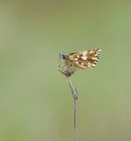 Aardbeivlinder / Grizzled Skipper