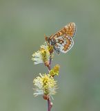 Moerasparelmoervlinder / Marsh Fritillary