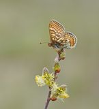 Moerasparelmoervlinder / Marsh Fritillary