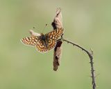 Moerasparelmoervlinder / Marsh Fritillary