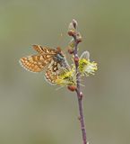 Moerasparelmoervlinder / Marsh Fritillary