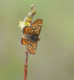 Moerasparelmoervlinder / Marsh Fritillary