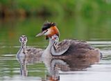 Fuut / Great Crested Grebe