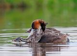 Fuut / Great Crested Grebe