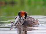 Fuut / Great Crested Grebe