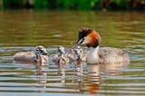 Fuut / Great Crested Grebe
