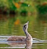 Fuut / Great Crested Grebe