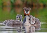 Fuut / Great Crested Grebe