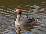 Fuut / Great Crested Grebe