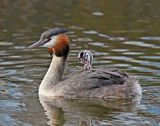 Fuut / Great Crested Grebe