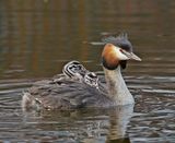 Fuut / Great Crested Grebe