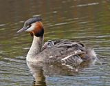 Fuut / Great Crested Grebe