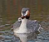 Fuut / Great Crested Grebe