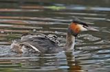 Fuut / Great Crested Grebe