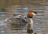 Fuut / Great Crested Grebe
