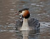 Fuut / Great Crested Grebe