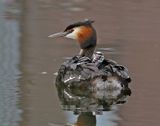 Fuut / Great Crested Grebe