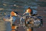 Fuut / Great Crested Grebe
