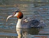 Fuut / Great Crested Grebe