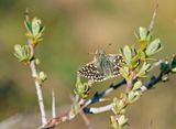 Aardbeivlinder / Grizzled Skipper
