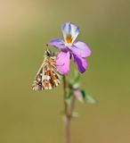 Aardbeivlinder / Grizzled Skipper