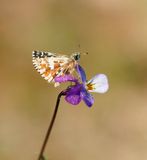 Aardbeivlinder / Grizzled Skipper