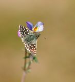 Aardbeivlinder / Grizzled Skipper