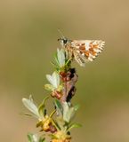 Aardbeivlinder / Grizzled Skipper