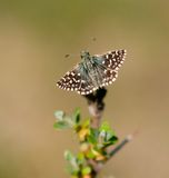 Aardbeivlinder / Grizzled Skipper