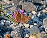 Bruin Dikkopje / Dingy Skipper