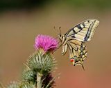 Koninginnenpage / Common Yellow Swallowtail