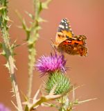 Distelvlinder / Painted Lady