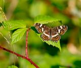 Landkaartje / Map Butterfly, European Map