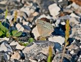 Eikenpage / Purple Hairstreak