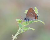 Bruine Eikenpage/ Ilex Hairstreak