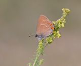 Bruine Eikenpage/ Ilex Hairstreak