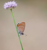 Bruine Eikenpage/ Ilex Hairstreak