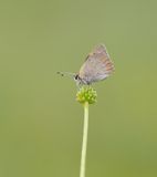 Kleine Vuurvlinder / Small Copper