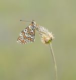 Veldparelmoervlinder / Glanville Fritillary