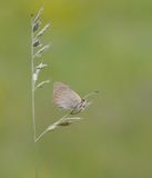 Kleine Vuurvlinder / Small Copper