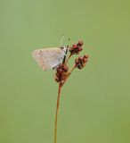 Kleine Vuurvlinder / Small Copper